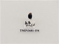 藏品(鞘翅目(1))的圖片